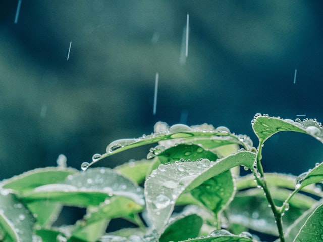 雨を受ける植物